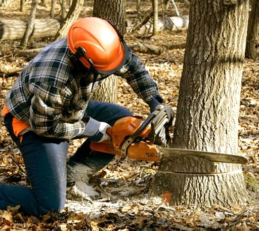 Tree Removal in Rutland, ND